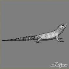 Pin On Lizard Topology