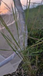 Image result for Lipocarpha chinensis