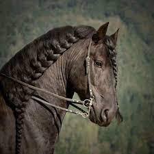 صور روعه لاجمل خيول فى العالم لعشاق الخيول فقط horse braiding animals beautiful horse wallpaper