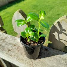 Image result for Peperomia leptostachya