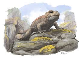 Image result for Pycnostachys orthodonta