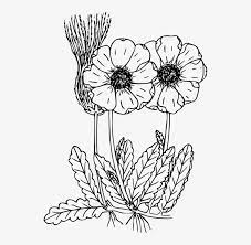 Use your imagination and make the ferns and their background as colorful as you want! Drawn Wildflower Flowering Plant Wild Flowers Coloring Pages To Print Transparent Png 533x720 Free Download On Nicepng