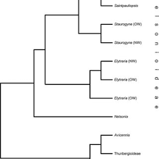 Image result for Anisosepalum alboviolaceum