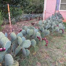 The pads are typically about one inch thick and six to 12 inches in length with an oblong, rounded shape. Prickly Pear Cactus Multi Use Plant For Farms And Homesteads Carolina Farm Stewardship Association