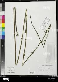 Image result for Striga macrantha