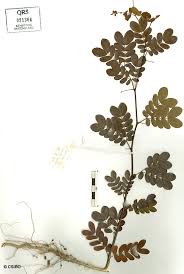 Image result for Cathormion