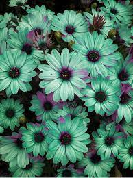 We did not find results for: Pintowin Pretty Flowers Flower Bomb Beautiful Flowers