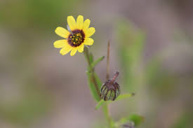 Image result for Osteospermum monocephalum
