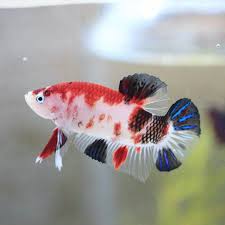 Pin On Creativepetkeeping Cute Pets