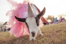 Maybe you would like to learn more about one of these? Classes Arizona Goat Yoga Goat Yoga Goats Baby Goats