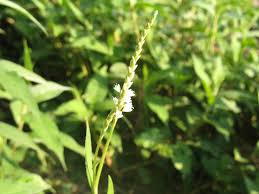 Image result for Persicaria barbata