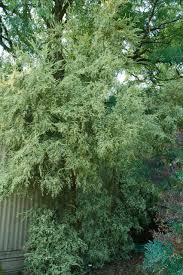Image result for Brachystegia microphylla