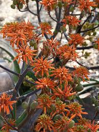 Image result for Aloe bukobana