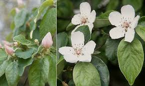 Image result for Cydonia