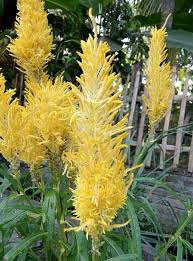 Check spelling or type a new query. Bunga Kuning Tanaman Hias Depan Rumah Steemit