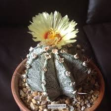 The horn goat weed are obtained from suitable sources including plants and scientific synthesis. Astrophytum Capricorne Goat S Horn Cactus In Gardentags Plant Encyclopedia