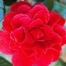 Its growth is rather slow. Camellia Tom Knudsen