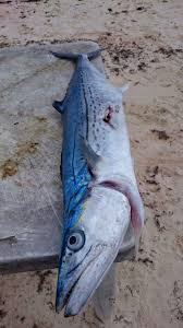 Maybe you would like to learn more about one of these? Spanish Mackerel In Tulum Delicious Sashimi Spearfishing Tulum Mackerel Sahsimi Freediving Fishtacos Spanish Mackerel Spearfishing Tulum