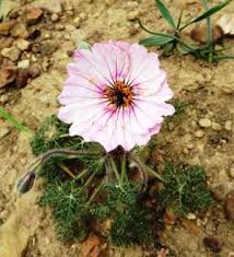 Image result for Monsonia senegalensis