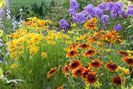 Hardy rudbeckias can be raised from seed, but they differ from the rudbeckia 'herbstonne' (image centre) i first saw growing in a shaded spot of a shrub border. Sunny Flower Rudbeckia