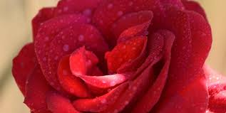 Herpes simplex viruses (human herpesviruses types 1 and 2) commonly cause recurrent infection affecting the skin, mouth, lips, eyes, and genitals. 6 Herpes Symptoms In Women How To Know If You Have Herpes