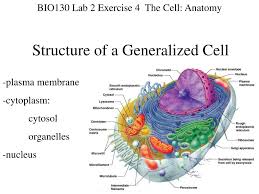 Check spelling or type a new query. Ppt Structure Of A Generalized Cell Powerpoint Presentation Free Download Id 6006894