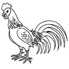 Mewarnai gambar ayam jago rosmaita coloring pages coloring. Cara Mewarnai Gambar Ayam Jago Gambar Mewarnai Gratis