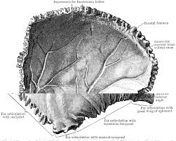 Image result for Parietal Bone