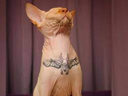 5.0 out of 5 stars 1. Is Tattooing Cats Animal Abuse Pethelpful