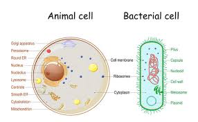 Check spelling or type a new query. Comparison Of The Structure Of Bacterial And Animal Cells Stock Vector Adobe Stock