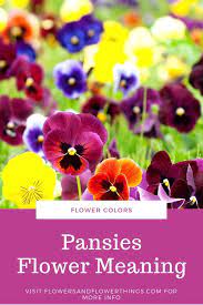 Meaning Of Pansies Flowers Symbolism Flowersandflowerthings Pansies Flowers Flower Meanings Pansies