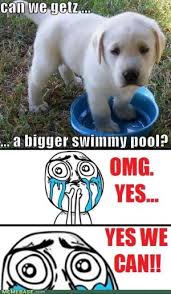 Cute Animals Search On Indulgy Com Cute Animals Funny Cat Pictures Funny Pictures