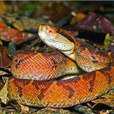 Pdf The Bushmasters Lachesis Spp Queens Of The Rainforest An Overview Of The Taxonomy Distribution Natural History Lore And Conservation Of The Largest Vipers In The World