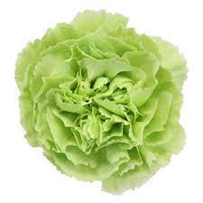 Green Carnation Flowers Fiftyflowers Com Carnation Flower Green Carnation Carnations
