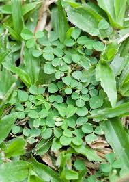 Image result for Grona triflora