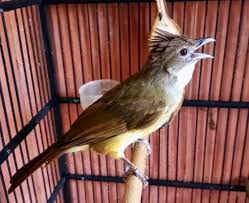 Burung ini memiliki daya tarik pada suaranya yang sangat indah, lantang dan menghibur sehingga burung ini acap kali diperlombakan di kontes burung kicau. 10 Makanan Cucak Jenggot Biar Cepat Gacor Dor Setiap Harinya