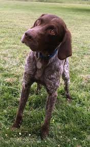 Wonderful hunting and family pets. Adopt Hayden On Petfinder German Shorthaired Pointer German Shorthaired Pointer Dog Pointer Puppies