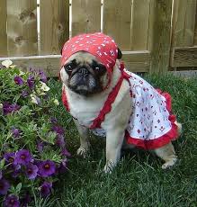 Bahhumpug Cute Pugs Pug Memes Pugs