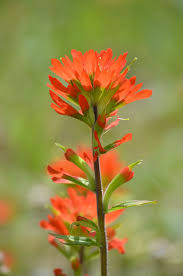 Select from premium indian paintbrush of the highest quality. Castilleja Coccinea Indian Paintbrush Prairie Moon Nursery