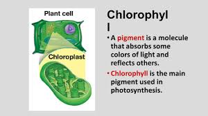 1) synthesizing food using solar energy by the process of photosynthesis, and 2) producing energy in the. Wednesday May 20 2015 Describe The Functions Of The Chloroplast In A Plant Cell Describe The Functions Of The Mitochondria In Plant And Animal Cells Ppt Download