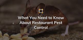 We are a top commercial pest control company in chicago. What You Need To Know About Restaurant Pest Control