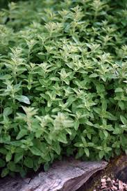 Oregano Pflegen Mit Bildern Stauden Gartenarbeit Bluhende Busche