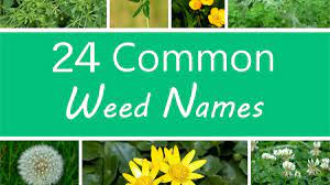 They may have benefits for wildlife in your garden, but if you want to get rid of them, check first how yellow flowers and divided leaves often spotted white. A Guide To Names Of Weeds With Pictures Dengarden
