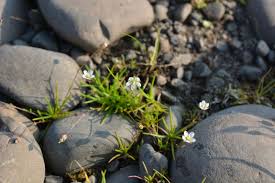 Image result for Sagina abyssinica