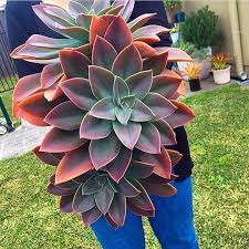 Check spelling or type a new query. Graptoveria Fred Ives Succulent Garden Diy Plants Succulents