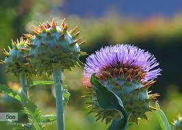 Artichoke Head With Flower In Bloom Night Blooming Flowers Flowers Bloom