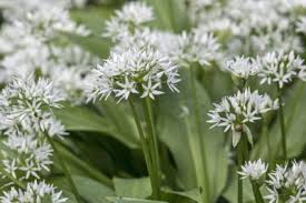 These plants come in a broad palette of colors, shapes and sizes. Are Alliums Invasive Managing Ornamental Alliums In The Garden