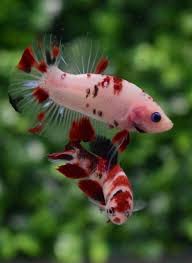 Pin By Preston Russell On Betta Fish Betta Fish Betta Fish Tank Beautiful Fish