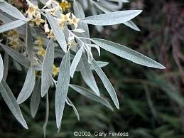 Russian olive « natrona county weed & pest. Russian Olive That We Could Pick On The Property Need To Check When It S In Bloom Regardless The Gr In 2021 Olive Tree Tattoos Russian Olive Tree Willow Tree Tattoos
