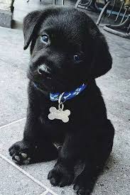 Look At This Cute Snuggle Bug Baby Animals Cute Puppies Cute Animals Use them in commercial designs under lifetime, perpetual & worldwide rights. baby animals cute puppies cute animals